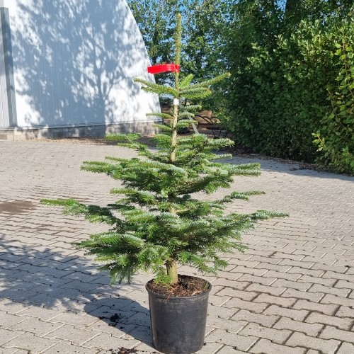 Nordmannsgran 80-100 cm. - Abies nordmanniana