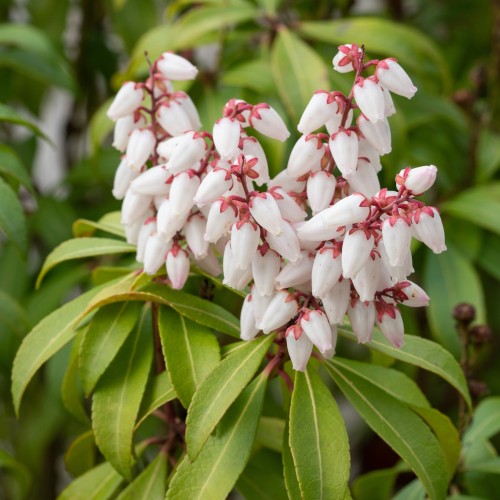 Pieris japonica Bonfire 20-40 cm.