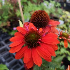 Purpursolhat Adobe Orange - Echinacea purpurea Sombrero Adobe Orange