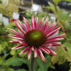 Purpursolhat SunSeekers Magenta - Echinacea purpurea SunSeekers Magenta