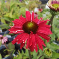 Purpursolhat SunSeekers Magenta - Echinacea purpurea SunSeekers Magenta