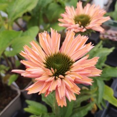 Purpursolhat SunSeekers Salmon - Echinacea purpurea SunSeekers Salmon