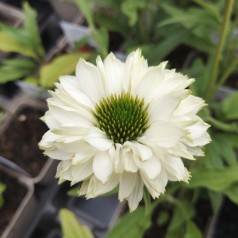 Purpursolhat SunSeekers White Perfection - Echinacea purpurea SunSeekers White Perfection