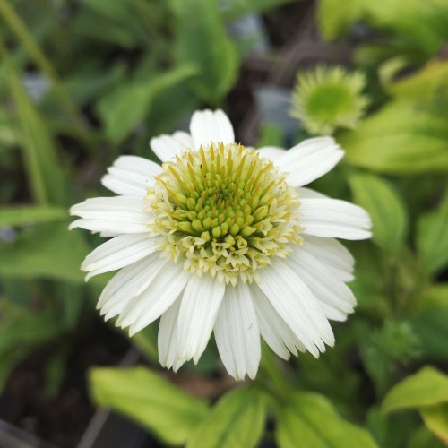 Purpursolhat Vanilla Cupcake - Echinacea purpurea Vanilla Cupcake