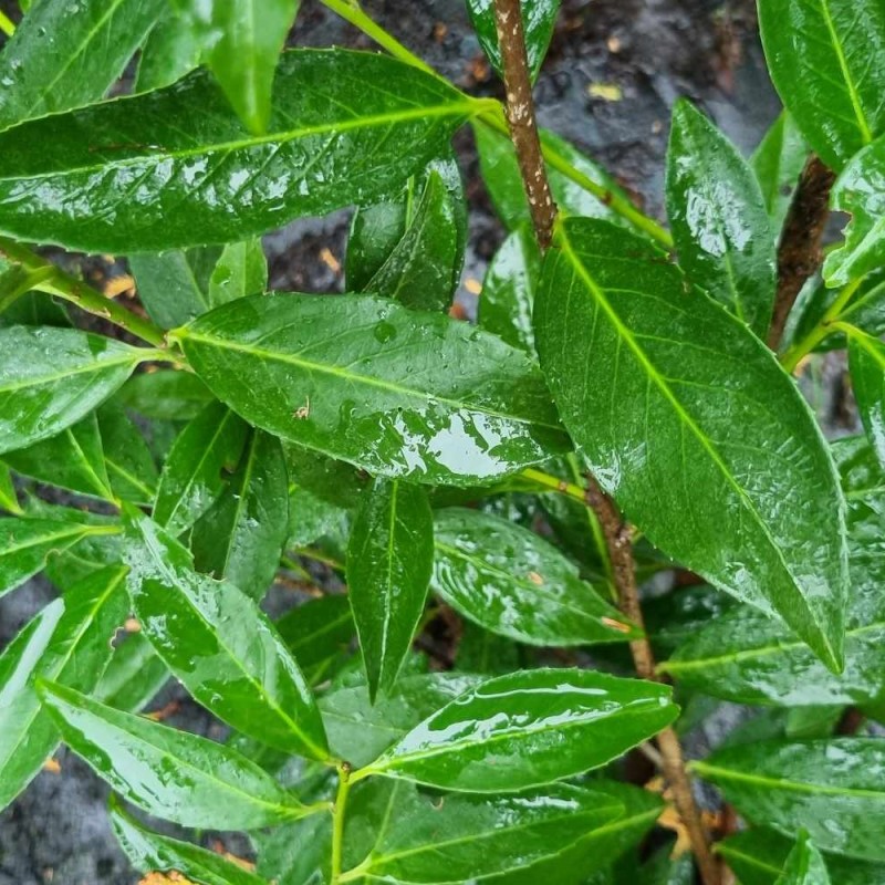 Laurbærkirsebær Caucasica 30-50 cm. - Bundt Med 10 Stk. Barrods hækplanter - Prunus laurocerasus Caucasica