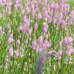 Lavendel Loddon Pink - Lavandula angustifolia Loddon Pink