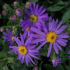 Aster amellus King George / Amellusasters