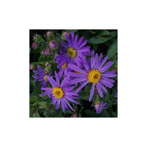 Aster amellus King George / Amellusasters