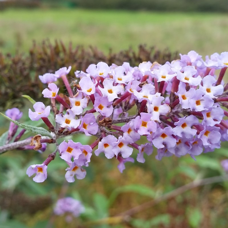 Dværg Sommerfuglebusk Lavender Flow 15-40 cm. - Buddleja davidii Free Petite Lavender Flow