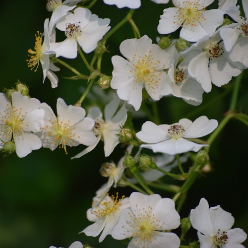 Rose grundstammer - Rosa multiflora - Bundt med 10 stk. barrodsplanter