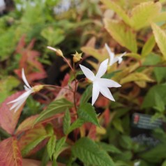 Sommerfugleblomst - Gillenia trifoliata