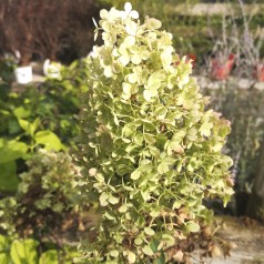 Syrenhortensia Bobo 30-60 cm. - Hydrangea paniculata Bobo