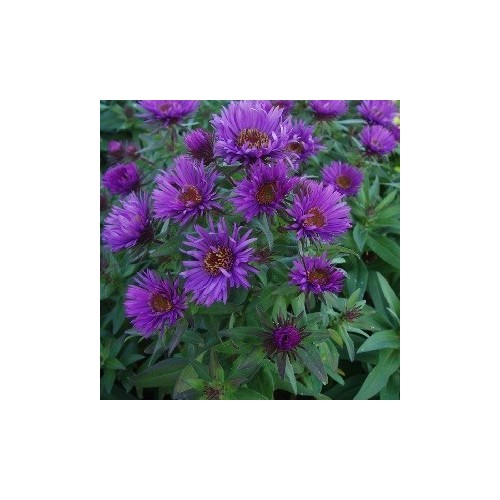 Aster novae-angliae Purple Dome / Høstasters