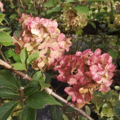 Syrenhortensia Fire Light 30-60 cm. - Hydrangea paniculata Fire Light