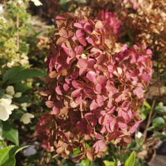 Syrenhortensia Fraise Melba 30-70 cm. - Hydrangea paniculata Fraise Melba