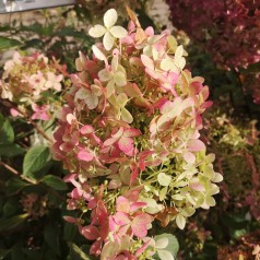 Syrenhortensia Phantom 30-80 cm. - Hydrangea paniculata Phantom