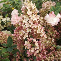 Syrenhortensia Sundae Fraise 30-60 cm. - Hydrangea paniculata Sundae Fraise