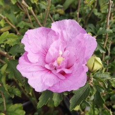 Syrisk Rose Lavender Chiffon - Hibiscus syriacus Lavender Chiffon