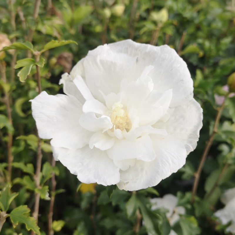 Syrisk Rose White Chiffon - 50 cm. stamme - Hibiscus syriacus White Chiffon