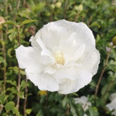 Syrisk Rose White Chiffon - Hibiscus syriacus White Chiffon