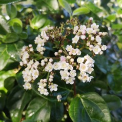 Vintersnebolle Lisa Rose 25-40 cm. - Viburnum tinus Lisarose