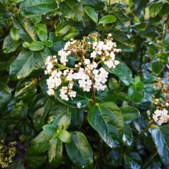 Vintersnebolle Lisa Rose 25-40 cm. - Viburnum tinus Lisarose