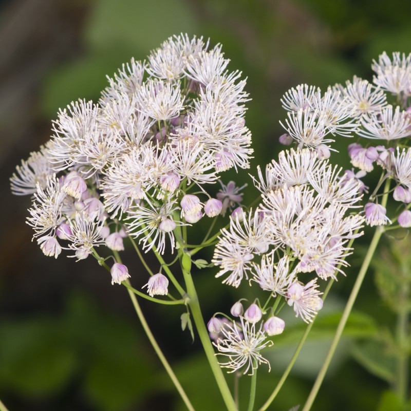 Akelejefrøstjerne White Cloud - Thalictrum aquilegifolium White Cloud