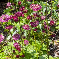 Stjerneskærm Sparkling Stars Red - Astrantia major Sparkling Stars Red