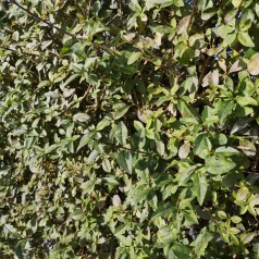 Liguster Atrovirens 40-60 cm. - Bundt med 25 barrods hækplanter - Ligustrum vulgare Atrovirens