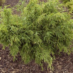 Bambus Bimbo - Fargesia murielae Bimbo