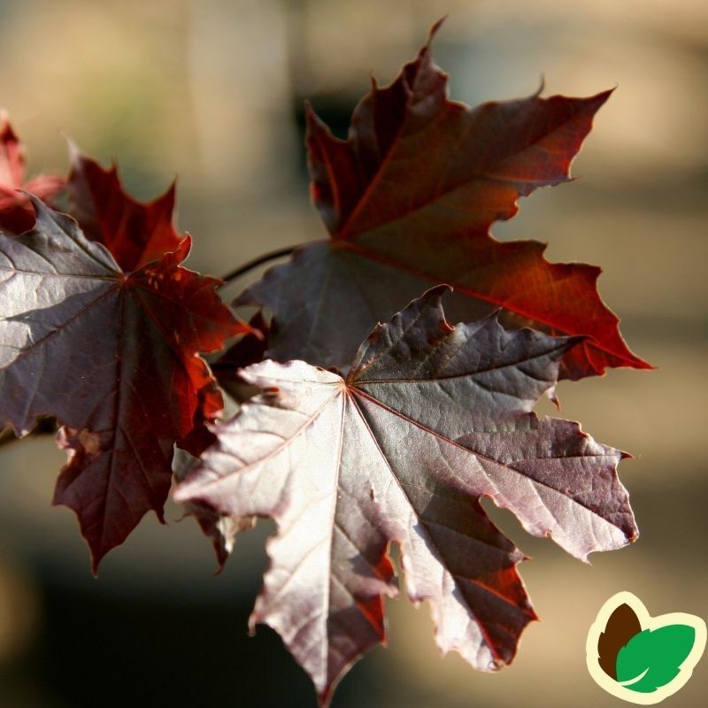 Rødbladet Spidsløn Royal Red 80 cm. stamme. - Acer platanoides Royal Red