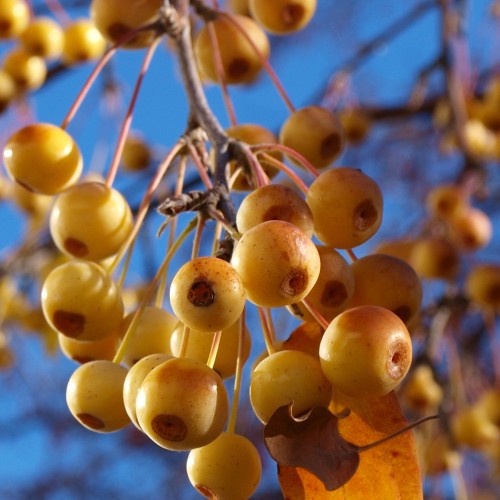 Paradisæble Hesse - Malus hybrid Hesse