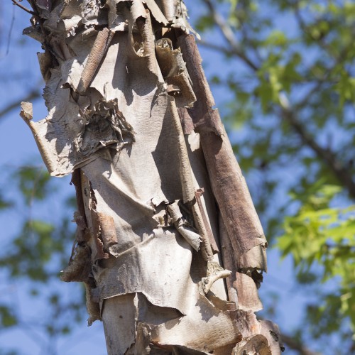 Sortbirk / Flodbirk 80-120 cm. - Betula Nigra