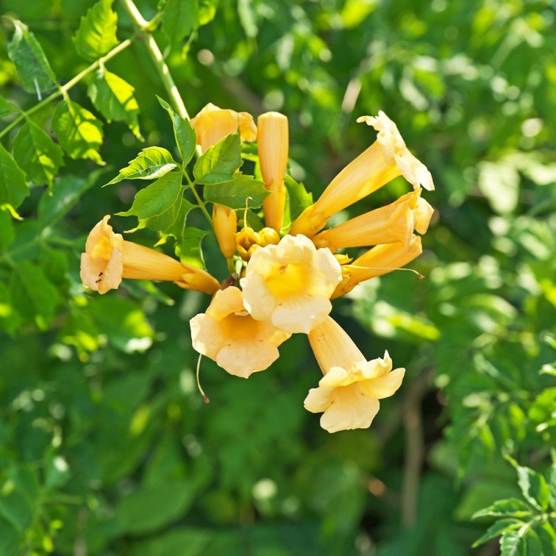 Trompetblomst Flava 40-60 cm. - Campsis radicans Flava