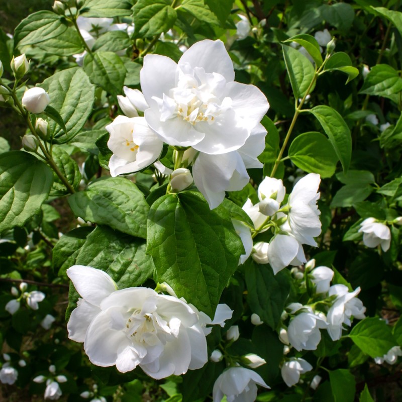 Uægte Jasmin Bouquet Blanc - Philadelphus cymosus Bouquet Blanc