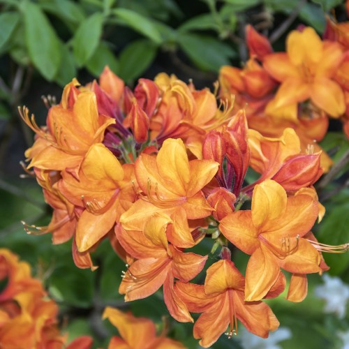 Haveazalea Glowing Embers 30-60 cm. - Rhododendron knaphill Glowing Embers