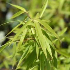 Bambus Jumbo - Fargesia murielae Jumbo