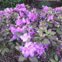 Dværg Rhododendron Lavendula