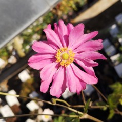 Høstanemone Pamina - Anemone japonica Pamina