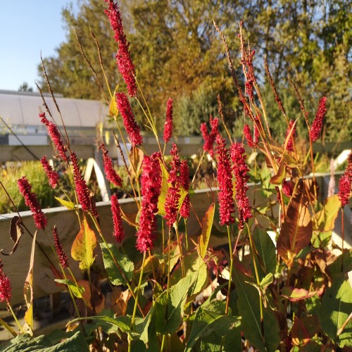 Kertepileurt Blackfield - Persicaria amplexicaulis Blackfield