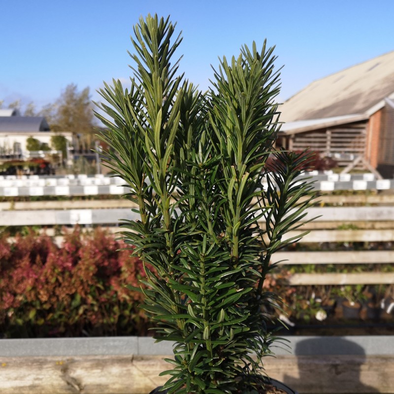 Søjleblommetaks 30-40 cm. - Cephalotaxus harringtonia Fastigiata