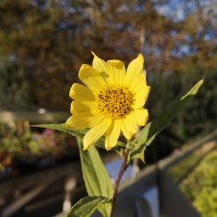 Staude Solsikke Lemon Queen - Helianthus hybrid Lemon Queen