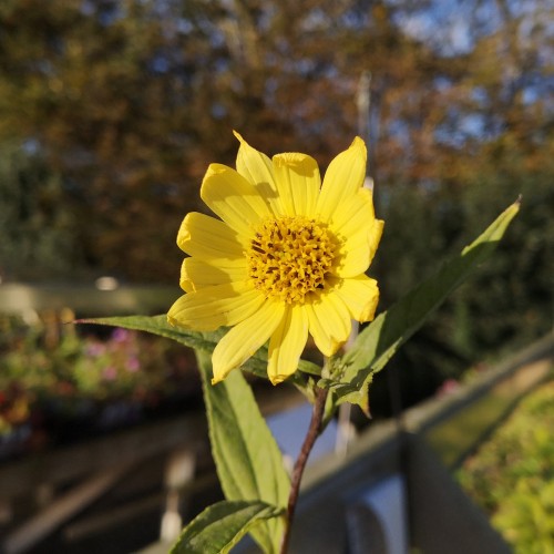 Staude Solsikke Lemon Queen - Helianthus hybrid Lemon Queen