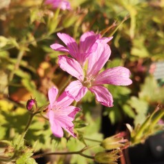 Storkenæb Rose Clair - Geranium oxonianum Rose Clair