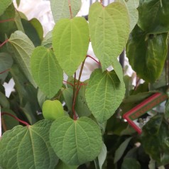 Hjertetræ 50-80 cm. - Bundt med 10 stk. barrodsplanter - Cercidiphyllum japonicum