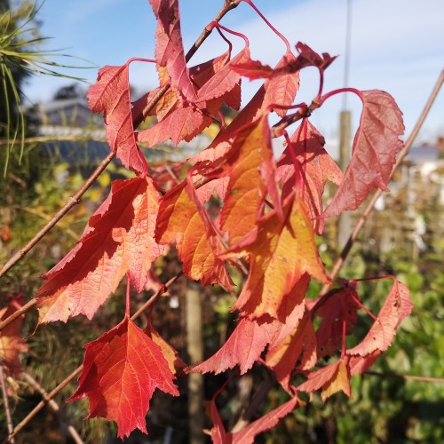 Ildløn 60-80 cm. - Bundt med 25 stk. barrodsplanter - Acer tataricum ginnala