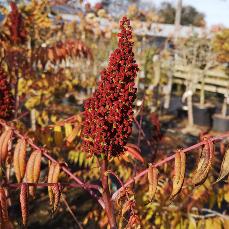 Koralsumak 50-80 cm. - Rhus glabra