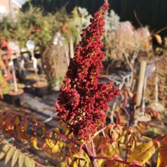 Koralsumak 50-80 cm. - Rhus glabra