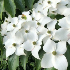 Koreakornel Milky Way 30-60 cm. - Cornus kousa Milky Way