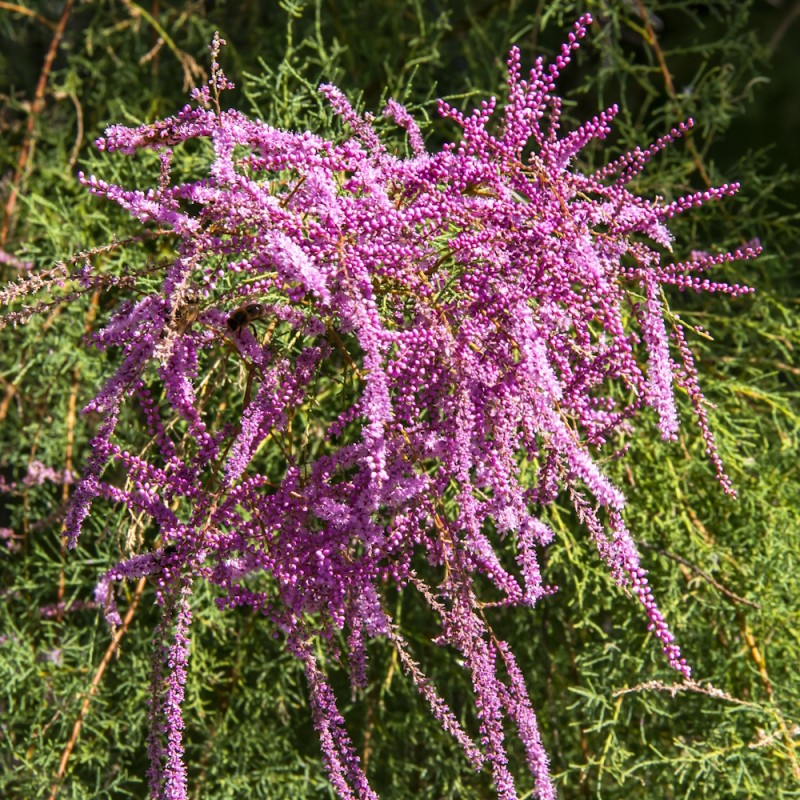 Lyngtræ - Tamarisk Rubra 40-80 cm. - Tamarix ramosissima Rubra